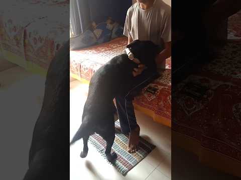 tera jeisa yar kaha#short my cute labrador laika