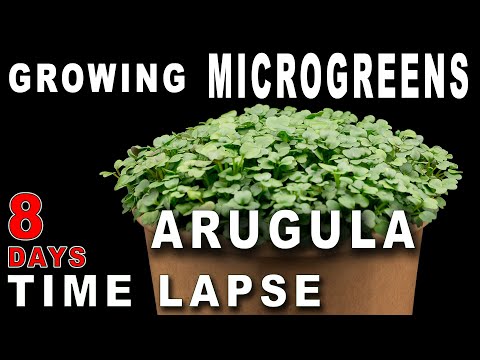 🌱 Growing Arugula Microgreens - Time Lapse | How To Grow Microgreens | Healthy Green Smoothie Recipe