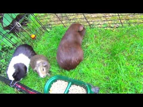 My guinea pigs diet: grass & special food