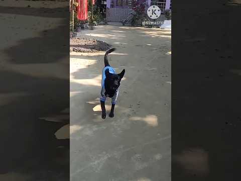 Running black labrador laika