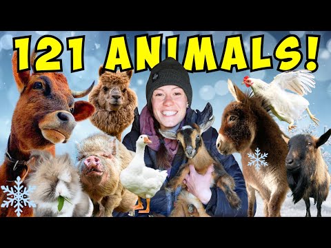 Morning Chores FARM TOUR! | Feeding All My Animals in 8℉!