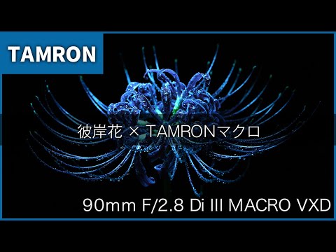 【マクロ】タムQで彼岸花をドラマティックに撮る！【タムロン】TAMRON 90mm F/2.8 Di III MACRO VXD