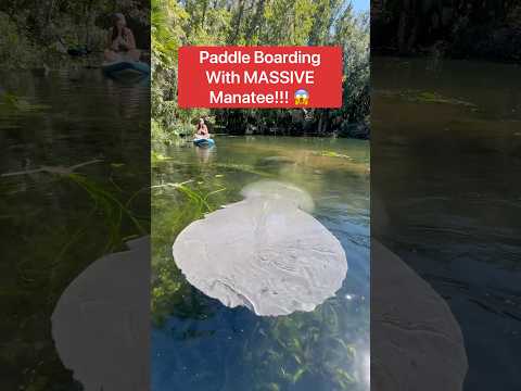 Paddle Boarding With MASSIVE Manatee!!! 😱#shorts #manatee