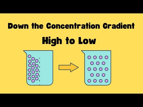 Moving Down the Concentration Gradient - What does it mean ?