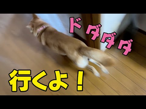 散歩を待ち望む柴犬のダッシュ　豚肉と納豆　ASMR