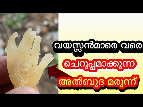 വയസ്സൻമാരെ വരെ ചെറുപ്പക്കാരനാക്കുന്ന അൽബുദ വസ്തു😱😱