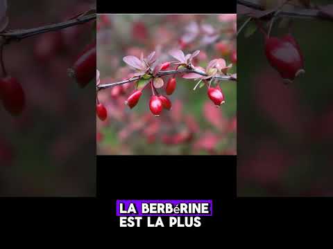 Les plantes qui luttent contre le Sibo à hydrogène