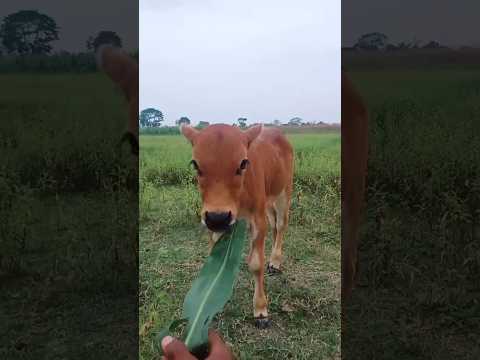 "Nurturing bonds through playtime and nourishment with my beloved cow calf."