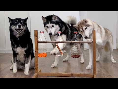 My Dog FAILED an IQ test! Husky and Cats VS logic toy