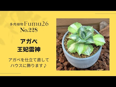 【多肉植物】アガベ✨王妃雷神を可愛く鉢植えします♪