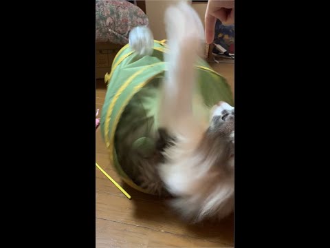 トンネル状のおもちゃに猫大はしゃぎ！ #Shorts