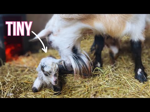 Another Rough Delivery | Miniature GOAT BIRTH