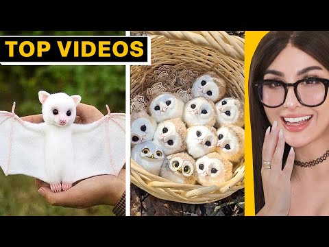 Adorable TikTok Animals That Will Melt Your Heart | SSSniperWolf