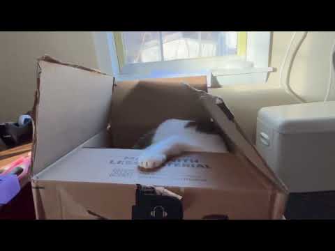 Kitteh in a box