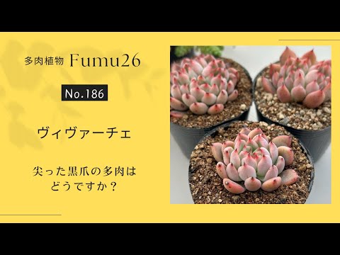 【多肉植物】黒爪多肉 ヴィヴァーチェいかがですか？