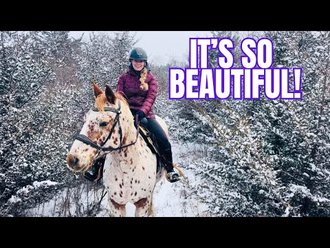 Taking The Horses For A Snowy Ride Around Town! 🐴❄️