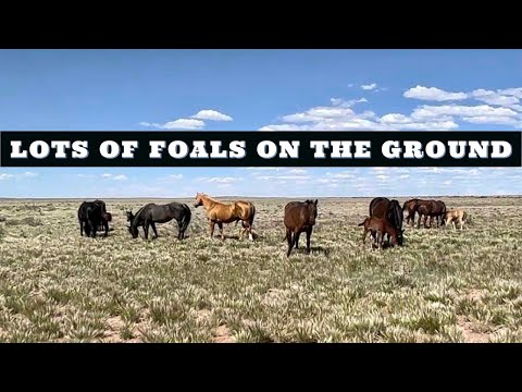 WAGYU UPDATE | TRIGGER AND HIS BAND OF MARES W/ FOALS #wagyubeef #jheart #quarterhorses #2023foals