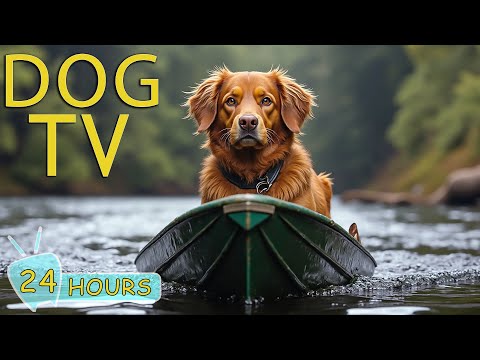 DOG TV: Video Perfect to Prevent Boredom and Anxiety for Dogs While Home Alone - Good Music for Dogs