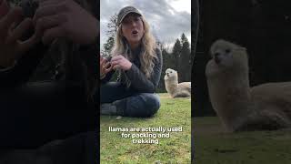 What’s the difference between Alpacas & Llamas? 🤔 Explained!