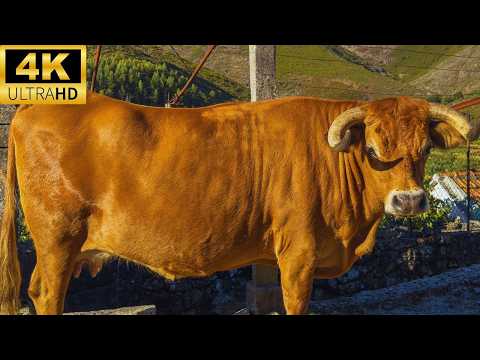 4k cow video with relaxing natural sounds of cows mooing | Arouquesa cows