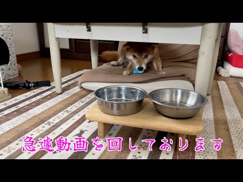 【急遽動画を回しております】大人しくしてるなーと思ったら夢中でイタズラしてる柴犬小夏