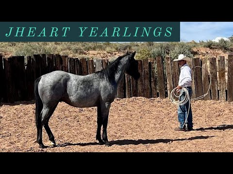 HENSON DOES GROUND WORK w/ SOME YEARLINGS #jheart #quarterhorses