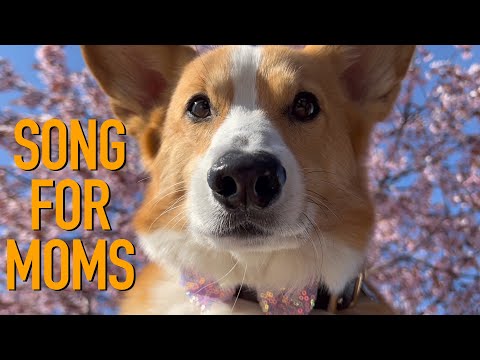 DEAR MOTHERS - Topi the Corgi