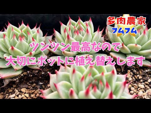 【多肉植物】爪が綺麗な多肉なので大切に植え替えしていきます✨