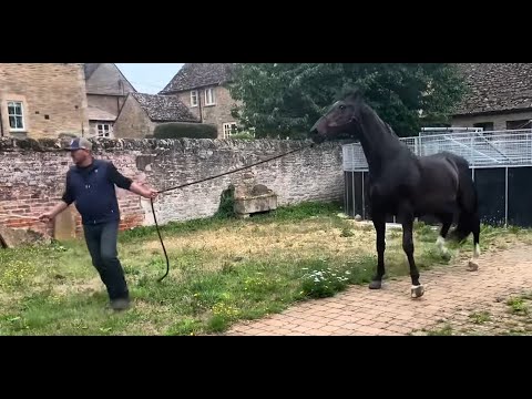 Magnificent horse becomes impossible to handle after an injury!