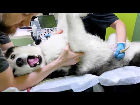 Another Tumor? We Took Our Husky Yuki and Cat To the Vet