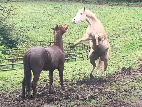 Checking on my dad's Horse's while he's away! (Very Funny!)