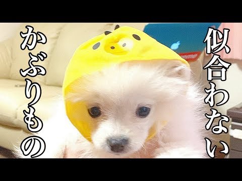 ショック・・！wこんなにかぶりものが似合わない子犬いる！？【ぽこあぽこ】