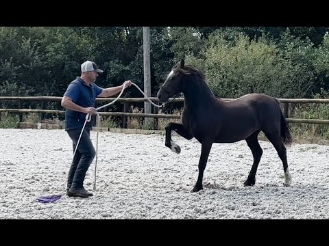 Young Horse changes personality after being castrated!