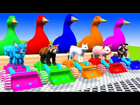 5 Giant Duck Cartoon,Cow,Elephant,Tiger,Lion,Gorilla, Paint Wild Animals Crossing Fountain Animation