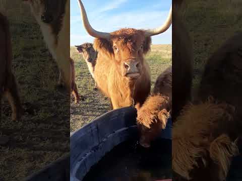 They are not helpful! #highlandcows #colorado #cows #ranching