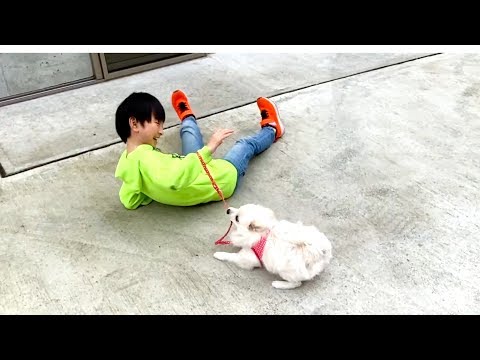 子犬の散歩のつもりが逆に散歩してもらっている小学生w ぽこあぽこ