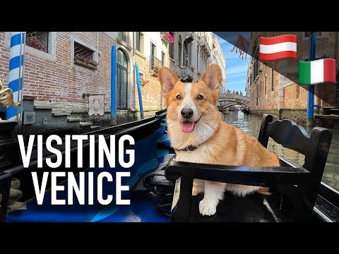 EUROPE ADVENTURE (3/3) - Topi the Corgi