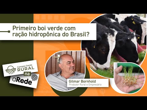 Boi verde? Conheça esse novo sistema de produção!