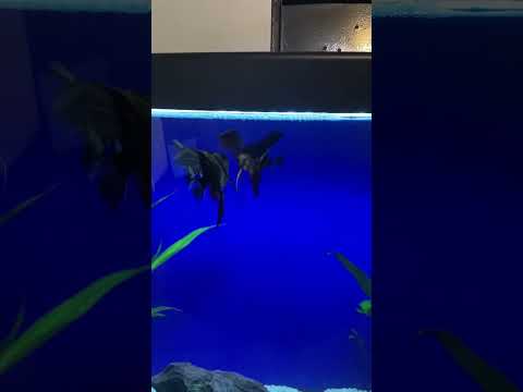 Feeding picky Angelfish frozen Bloodworms