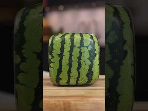 Square Watermelon