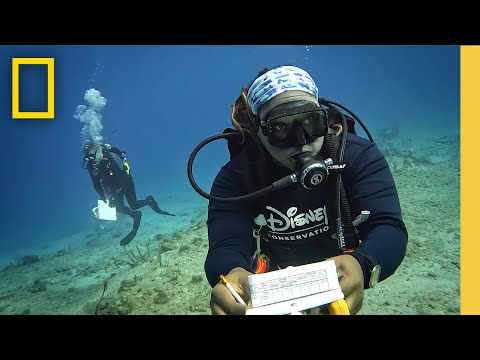 Magic of Disney Lookout Cay: Conservation Biologists | National Geographic