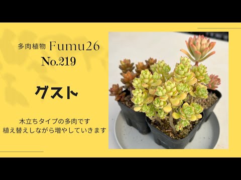 【多肉植物】多肉の中でも木立ちしやすいタイプの植え替えやります✨