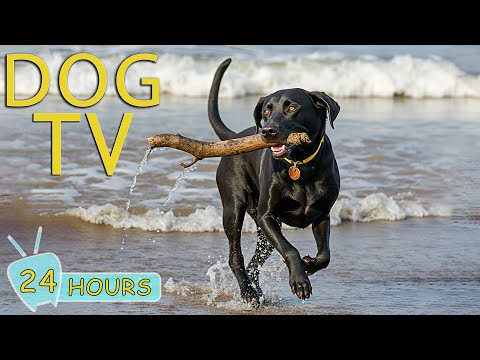 DOG TV: Video Entertain Help Banish Boredom & Anxiety for Dogs While Home Alone - Best Music for Dog