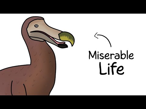 Why It Sucked to Be Born as a Dodo Bird