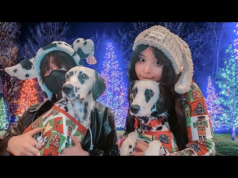 We adopted Twin dalmatian puppies... (vlogmas day 5)