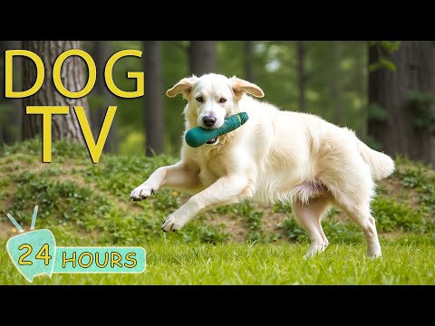 DOG TV: The Best Anti-Anxiety Video for Home Alone Dogs - Music Relax Entertainment for Dogs