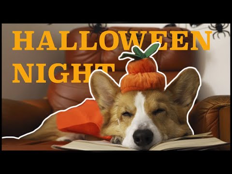 HAUNTED HALLOWEEN - Topi the Corgi