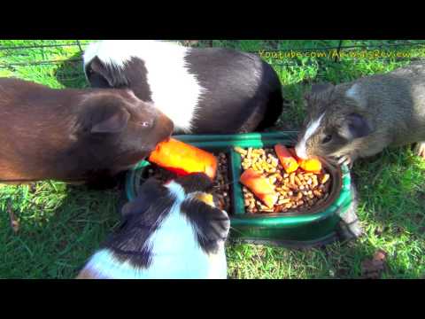 My Guinea Pigs Eating Carrots