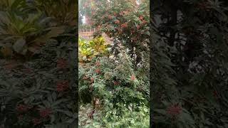 #শবে_বরাতের_নামাজের_নিয়ম #shortvideo