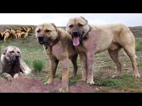 Kangal - The Giant with the Strongest Bite in the World! Calmly Killing a Wolf!